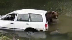 Медведь залез в утонувшую машину и удивил жителей Сахалина