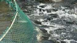 На Сахалине и Курилах ввели очередные РУЗы