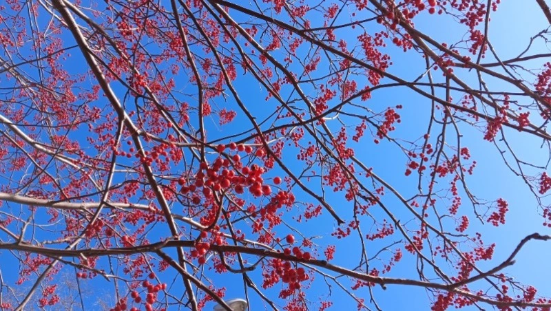 Потепление до +7 градусов придет в Южно-Сахалинск 14 ноября