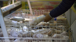 Три вида свежей рыбы по доступной цене предлагают жителям Тымовского района