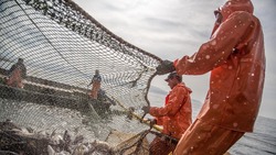 Рыбаков и ученых Дальнего Востока соберут на промысловом совете 17 и 18 ноября