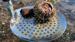 «Шикарный будет супчик»: жители Сахалина похвастались мешком морских деликатесов 