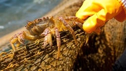 Двое браконьеров из Макаровского района наловили крабов на 1,2 млн рублей