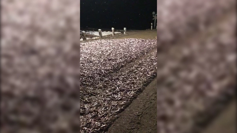 На Сахалине дорогу на Ильинское усыпали толстым слоем мойвы