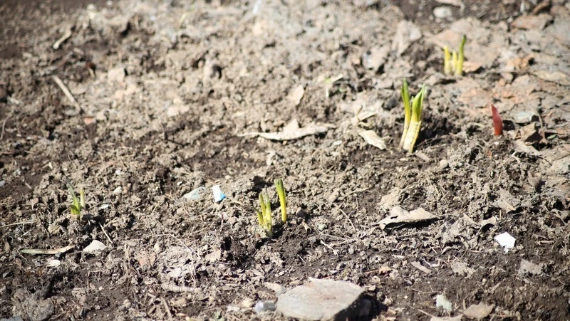 В Южно-Сахалинске потеплеет до +14 градусов