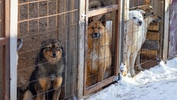 Мэр Углегорского района призвал граждан посодействовать открытию приюта для животных