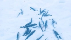 Выбрасывают навагу: рыбоохрана оштрафовала сахалинских рыбаков на 86 тысяч рублей