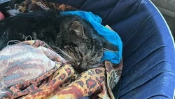 «Очень хочет жить»: кот с почечной недостаточностью нуждается в помощи жителей Сахалина