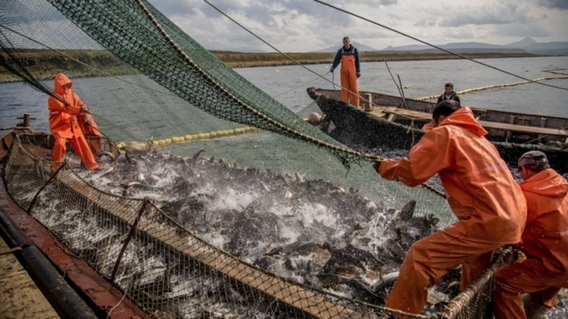 «Наважка» или «Крабик». На Сахалине предложили создать парфюм с типичным запахом для острова