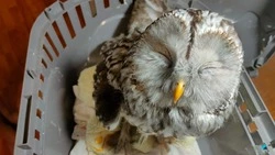 Сотрудники «Зеленого Сахалина» нашли отстреленных коршуна и неясыть