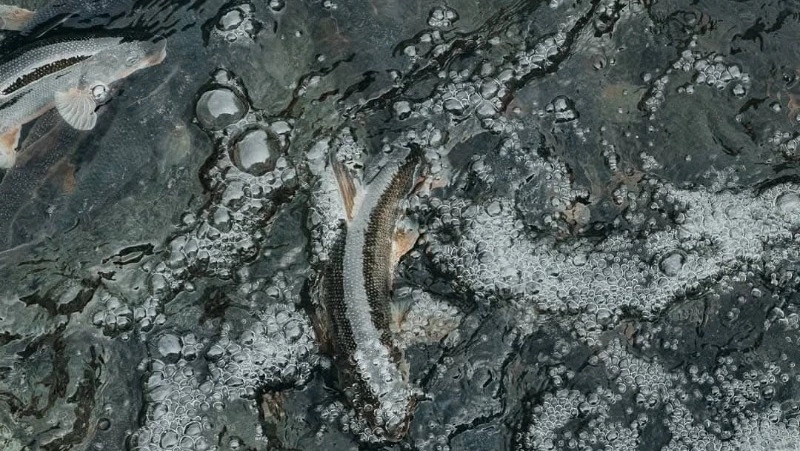 Сахалинская область и Хабаровский край остались последними на лососевой путине