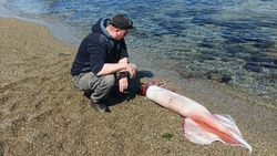 Туристы нашли гигантского кальмара во время похода на мыс Столбчатый
