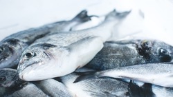 Россельхознадзор выявил нарушения на рыбопромышленном предприятии на Сахалине 