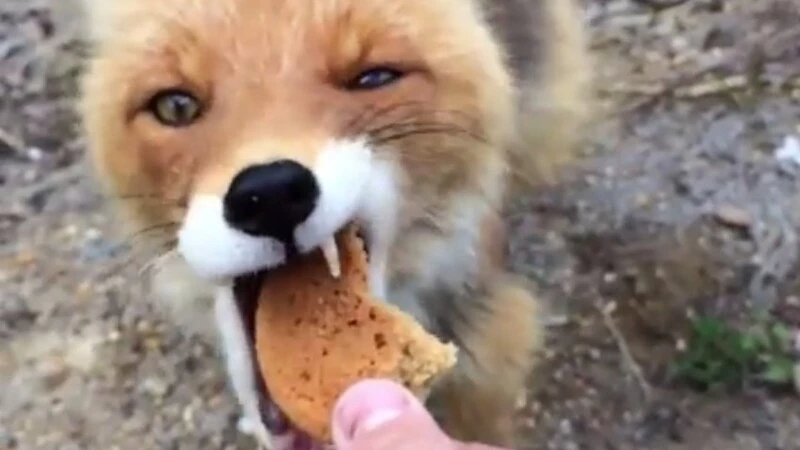 Живущая в Южно-Сахалинске хитрая лиса продолжает разводить прохожих на печеньки