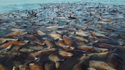 Жителям Сахалина рассказали о причинах отдыха сивучей на волноломе в Невельске