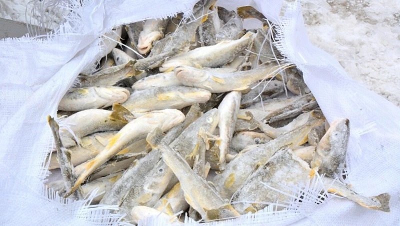 Свежую навагу и сельдь по низким ценам доставили в Корсаков утром 24 ноября 