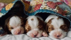 Щенкам, которые едва не угодили под экскаватор, ищут дом на Сахалине