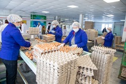 Новые рабочие места и цеха откроет птицефабрика на Сахалине