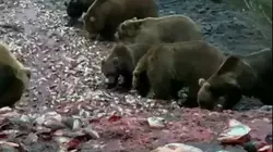 Медведи устроили пир на останках тухлой рыбы к северу от Сахалина
