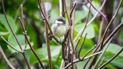 Погода в Южно-Сахалинске на 24 августа: +26°C и дождь