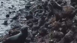 Впереди большой океан: видеограф снял подрастающих обитателей острова Тюлений