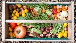 Сумасшедшие тыквы и ребристые томаты: какой урожай собрали сахалинцы в 2022 году