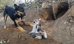 Видео с играющими питомцами в зоне СВО показали жителям Сахалина