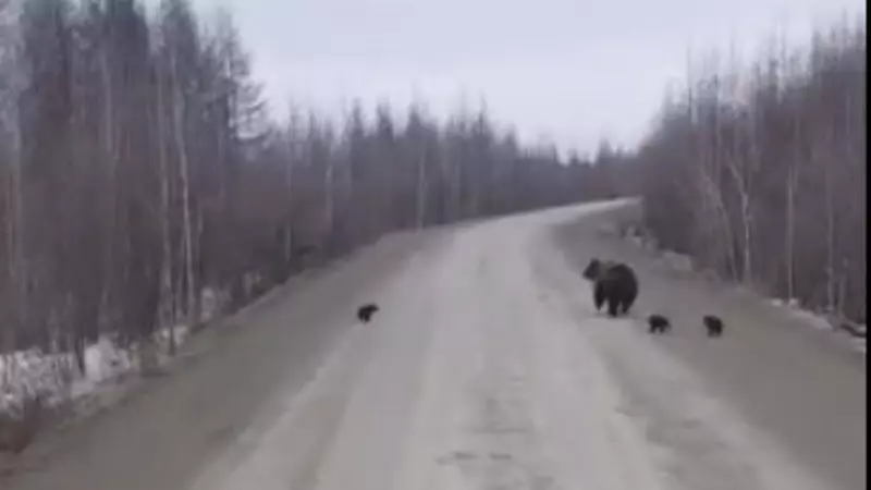 На Сахалине встретились водитель грузовика и три непослушных медвежонка