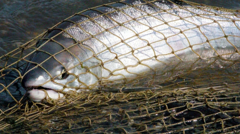 Малолетних браконьеров сняли в Макарове. Общественники выступили с официальным заявлением