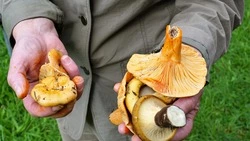 Собрать грибы и не встретить медведя. Правила похода в лес для сахалинцев