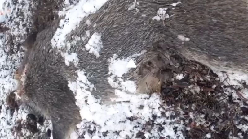 «Откуда кабан?»: на Сахалине нашли тушу не водящегося тут животного