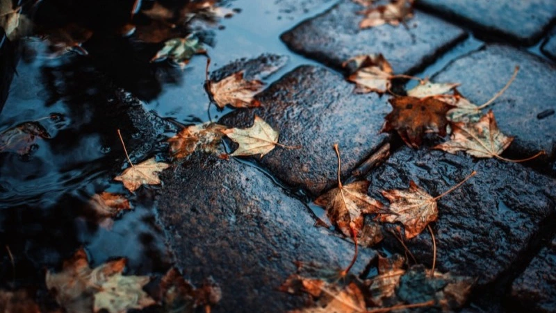 Погода в Южно-Сахалинске 23 ноября: +10 и слабый дождь