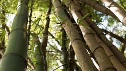 Пожарные потушили гектар бамбука на склоне сопки в Невельском районе