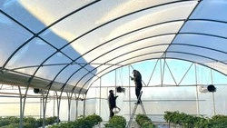 Клубника круглый год: крупнейшую ягодную ферму Сахалина газифицируют в 2024 году 