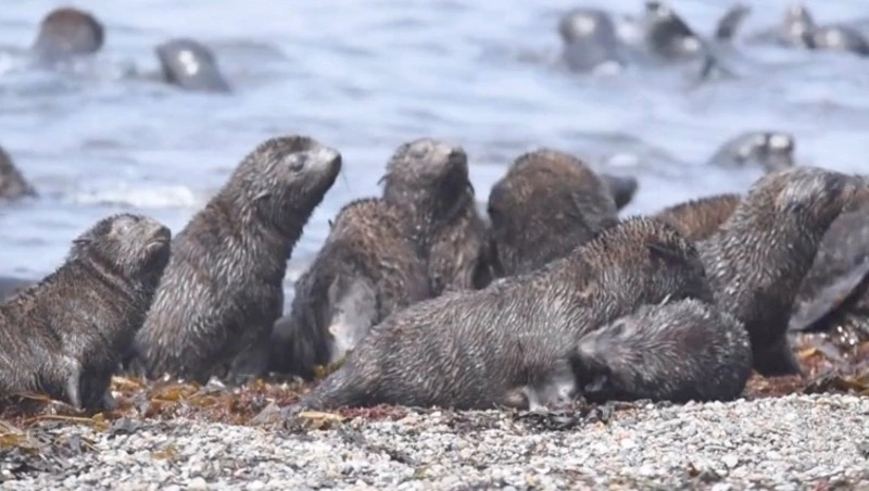 Сотни щенков ушастых тюленей заняли целый остров у берегов Сахалина
