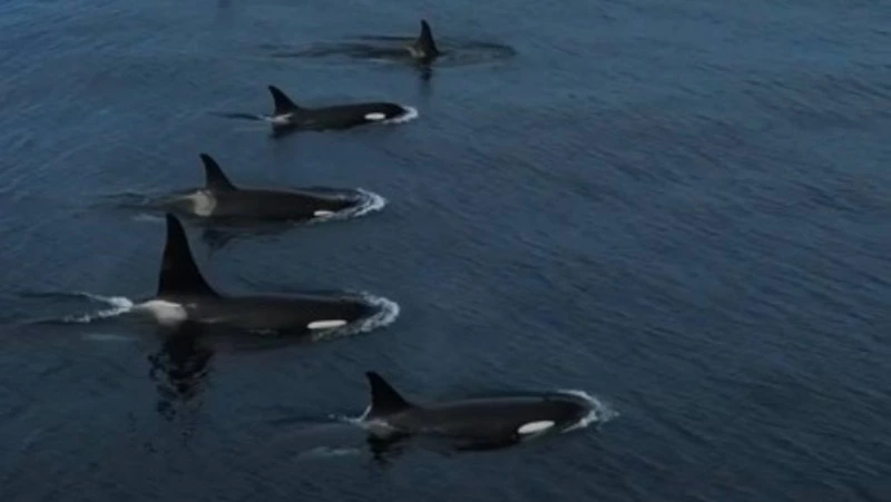 Участники морской экспедиции встретили 13 косаток возле Курильских островов