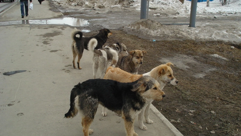 "Сегодня разорвали собаку, завтра - ребенка". В Углегорске добиваются разрешения уничтожать собак