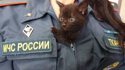 Пожарные пристраивают брошенных черных котят-угольков в Южно-Сахалинске
