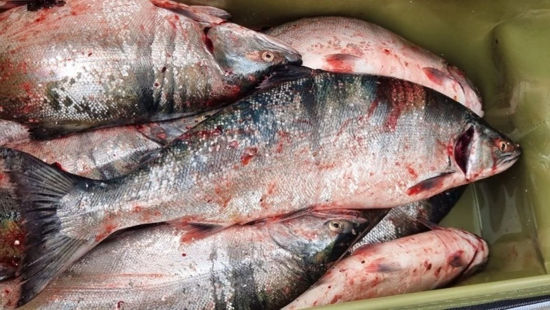 Лунный календарь рыболова на июль 2024 года: благоприятные и неблагоприятные дни