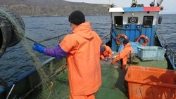 Айнам Хоккайдо не разрешили ловить кету в реках