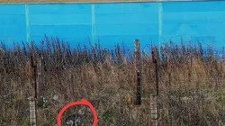 «Умрет от голода»: собака стала пленницей в аэропорту Южно-Сахалинска