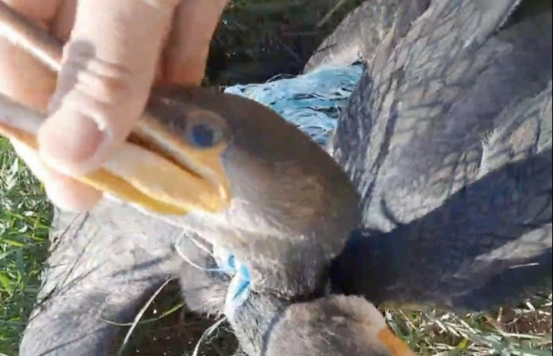 Браконьер на Сахалине жестоко мучал и убил бакланов, ворующих его рыбу — ВИДЕО