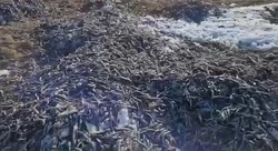 Кучи тухлой наваги выбросили у села Некрасовка в районе залива