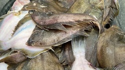 Рыбу по 72 рубля за килограмм предложили жителям Невельска 1 ноября 
