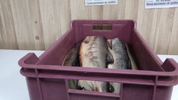 Свежую рыбу по низким ценам доставили в три района Сахалина и Курил 4 декабря