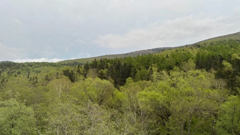 Дожди и туманы прогнозируют на Сахалине и Курилах 27 мая