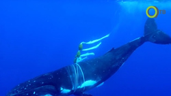 Среда обитания. Сохранение серых китов и сахалинского тайменя