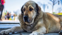 Жителей Южно-Сахалинска напугала стая бродячих собак в районе улицы Рязанской