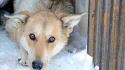 Первый муниципальный приемник для бродячих собак заработал на Сахалине