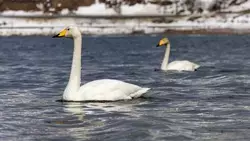 Новый циклон с запада принесет на Сахалин дожди